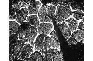 Stuart Franklin, Reserva Forestal de Kepong. Coronas de árboles "Kapur" (Dryobalanops aromatica) Malaysia 1997.