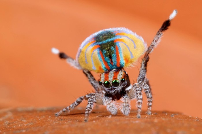 Maratus Volans, photo taken by Jürgen Otto, 2008.11.08.
