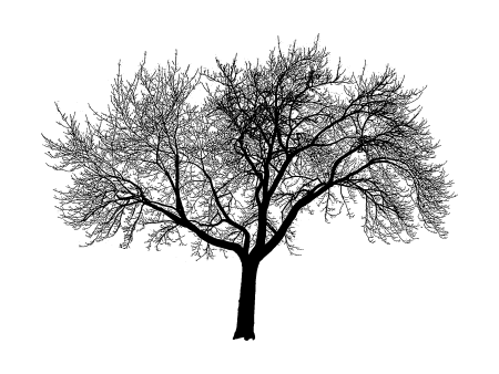 Árbol