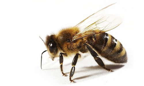 abeja