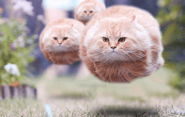 Hovercats